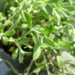 Alyssum montanum 'Berggold' - Hegyi ternye