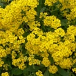 Kép 2/5 - Alyssum saxatile 'Gold Cushion' (Aurinia saxatilis) - Szirti ternye