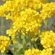 Kép 3/5 - Alyssum saxatile 'Gold Cushion' (Aurinia saxatilis) - Szirti ternye