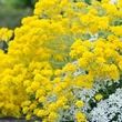 Kép 4/5 - Alyssum saxatile 'Gold Cushion' (Aurinia saxatilis) - Szirti ternye