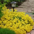 Kép 5/5 - Alyssum saxatile 'Gold Cushion' (Aurinia saxatilis) - Szirti ternye