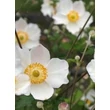 Kép 1/2 - Anemone hupehensis forma alba - Szellőrózsa (fehér)