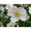 Kép 2/2 - Anemone hupehensis forma alba - Szellőrózsa (fehér)