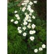 Kép 3/5 - Anemone hybrida (x) 'Andrea Atkinson' - Hibrid fehér szellőrózsa