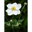 Kép 2/5 - Anemone x hybrida (syn.: Anemone hupehensis var. japonica) 'Andrea Atkinson' - Hibrid szellőrózsa