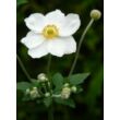 Anemone hybrida (x) 'Andrea Atkinson' - Hibrid fehér szellőrózsa
