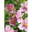 Kép 4/5 - Anemone tomentosa (vitifolia) 'Robustissima' - Szőlőlevelű szellőrózsa (Nepáli szellőrózsa)