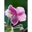 Kép 1/5 - Anemone tomentosa (vitifolia) 'Robustissima' - Szőlőlevelű szellőrózsa (Nepáli szellőrózsa)  (14-es cserépben)