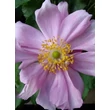 Kép 3/5 - Anemone x hybrida 'Königin Charlotte' - Hibrid szellőrózsa