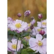 Kép 5/5 - Anemone x hybrida 'Königin Charlotte' - Hibrid szellőrózsa