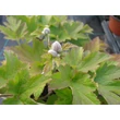 Kép 2/3 - Anemone x hybrida 'Pamina' - Hibrid szellőrózsa