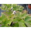 Anemone × hybrida 'Pamina' - Szellőrózsa (sötét rózsaszín hibrid)