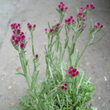 Kép 3/5 - Antennaria dioica 'Rotes Wunder' - Parlagi macskatalp