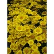 Kép 3/3 - Anthemis hybrida (x) 'Dwarf Form' - Pipitér