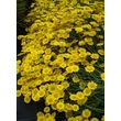 Kép 2/3 - Anthemis hybrida (x) 'Dwarf Form' - Pipitér