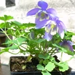 Kép 2/5 - Aquilegia flabellata 'Cameo Blue and White' - Japán harangláb (kék-fehér)