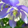 Kép 3/5 - Aquilegia flabellata 'Cameo Blue and White' - Japán harangláb (kék-fehér)
