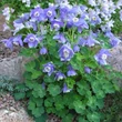 Kép 4/5 - Aquilegia flabellata 'Cameo Blue and White' - Japán harangláb (kék-fehér)