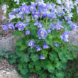 Aquilegia flabellata 'Cameo Blue and White' - Japán harangláb (kék-fehér)