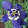 Kép 5/5 - Aquilegia flabellata 'Cameo Blue and White' - Japán harangláb (kék-fehér)