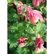 Kép 3/4 - Aquilegia flabellata 'Cameo Red and White' - Japán harangláb (piros-rózsaszín-fehér)