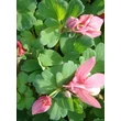 Kép 2/4 - Aquilegia flabellata 'Cameo Red and White' - Japán harangláb (piros-rózsaszín-fehér)