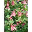 Kép 4/4 - Aquilegia flabellata 'Cameo Red and White' - Japán harangláb (piros-rózsaszín-fehér)