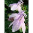 Kép 1/4 - Aquilegia flabellata 'Cameo White' - Japán harangláb (viaszfehér)