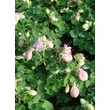 Kép 2/4 - Aquilegia flabellata 'Cameo White' - Japán harangláb (viaszfehér)