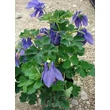 Kép 2/4 - Aquilegia flabellata 'Ministar' - Japán harangláb (kék-fehér mini)