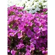 Kép 3/4 - Arabis caucasica 'Little Treasure Deep Rose' - Kaukázusi lilás rózsaszín ikravirág