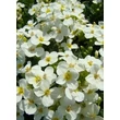 Kép 3/5 - Arabis caucasica 'Pixie Cream' - Krémfehér kaukázusi ikravirág