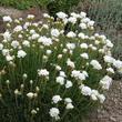 Kép 5/5 - Armeria maritima 'Alba' - Tengerparti pázsitszegfű (fehér)