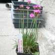 Kép 5/8 - Armeria maritima 'Rubrifolia' - Tengerparti pázsitszegfű (rózsaszín)