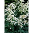 Kép 2/4 - Aruncus aethusifolius 'Noble Spirit' - Tündérfürt