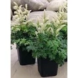 Kép 3/4 - Aruncus aethusifolius 'Noble Spirit' - Tündérfürt