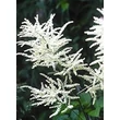 Kép 1/4 - Aruncus aethusifolius 'Noble Spirit' - Tündérfürt