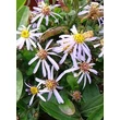 Kép 1/2 - Aster ageratoides var. adustus 'Nanus'  - Mini halványlila őszirózsa