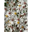 Kép 1/2 - Aster divaricatus (syn. Eurybia divaricata) - Fehér őszirózsa