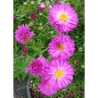 Kép 1/5 - Aster dumosus 'Amethyst' - Törpe őszirózsa (püspöklila)