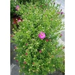 Kép 2/5 - Aster dumosus 'Amethyst' - Törpe őszirózsa (püspöklila)