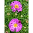 Kép 3/5 - Aster dumosus 'Amethyst' - Törpe őszirózsa (püspöklila)