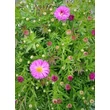 Kép 4/5 - Aster dumosus 'Amethyst' - Törpe őszirózsa (püspöklila)