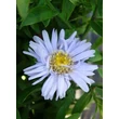 Kép 1/2 - Aster dumosus 'Aqua Compact' - Világoskék törpe őszirózsa