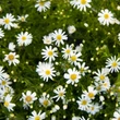 Kép 1/2 - Aster dumosus 'Niobe' – Törpe őszirózsa