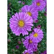 Kép 1/4 - Aster dumosus 'Pink Topas' - Törpe őszirózsa (rózsaszín, 30-35 cm)