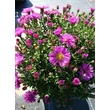 Kép 2/4 - Aster dumosus 'Pink Topas' - Törpe őszirózsa (rózsaszín, 30-35 cm)