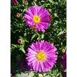 Kép 4/4 - Aster dumosus 'Pink Topas' - Törpe őszirózsa (rózsaszín, 30-35 cm)