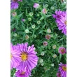 Kép 3/4 - Aster dumosus 'Pink Topas' - Törpe őszirózsa (rózsaszín, 30-35 cm)