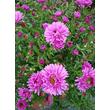 Kép 3/4 - Aster dumosus 'Rosa Chrystal' - Törpe őszirózsa (rózsaszín)